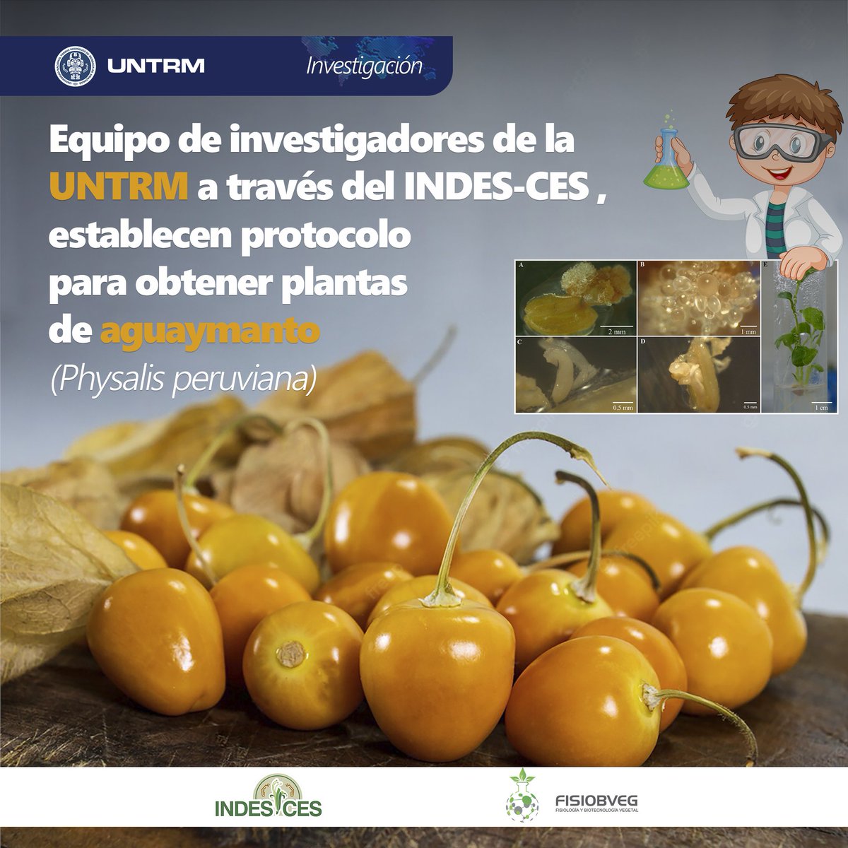 cesindes1's tweet photo. ✅Investigadores de la @UNTRM a través del @INDES-CES establecen protocolo para obtener plantas de aguaymanto (Physalis peruviana) a partir de cultivo de anteras🤓 https://t.co/y2UK2e7EYV