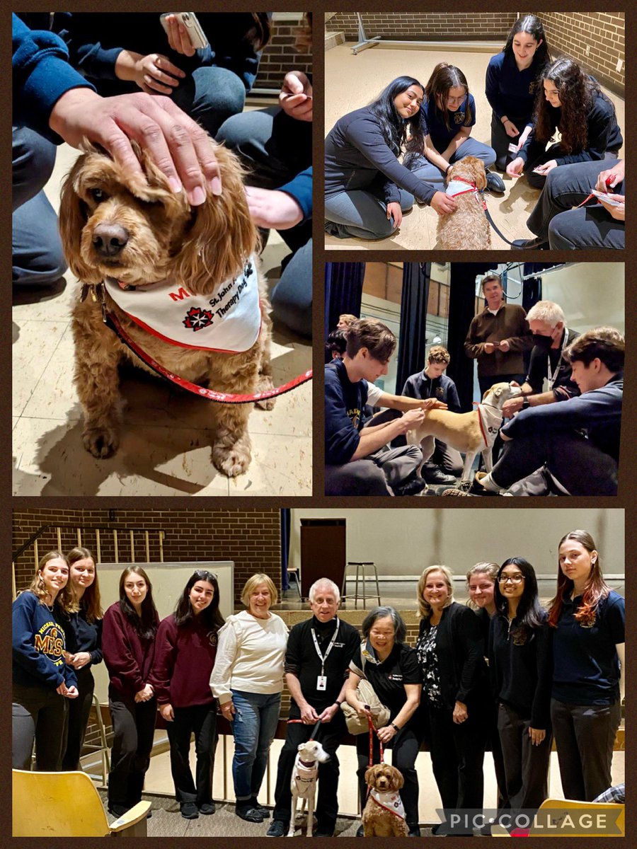 MPSJ_TCDSB's tweet photo. Puppy Day at MPSJ! Thanks to @MPSJMentalH &amp; the St John Ambulance Therapy Dog program for bringing Mr Darcy and Dasher to our school today! Happiness abounded in the auditorium today - a great boost as we approach exams! @toronto_T_Dogs @MPSJGuidance @mpsjscience @EWilliamsTCDSB https://t.co/jYXqh0UL4L