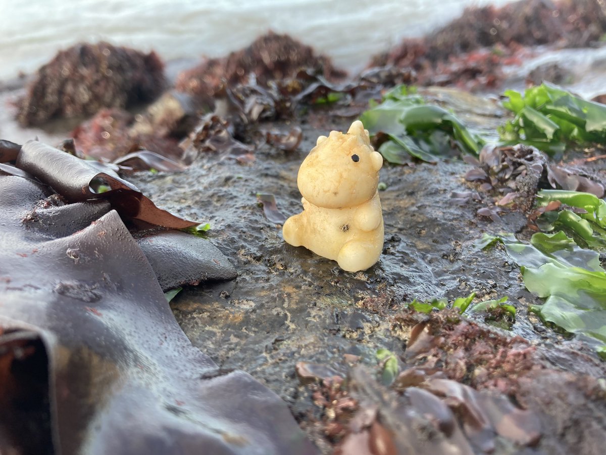 Doing urban intertidal fieldwork, you never know what you’ll find (esp post storm) anyone have a potential ID for this lil critter? #marinesci #urbanecology #seawall #intertidal