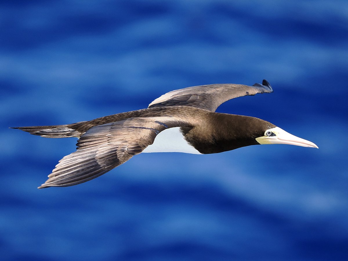 The OWE team are aboard @FredOlsenCruise MV Balmoral. Today we were treated to a spectacular display of fishing prowess from a Brown Booby flock, 50 miles east of Cuba, as they skimmed through the waves in pursuit of flyingfish @PEELTalent @Natures_Voice Mesmerising @OrkneyEmma