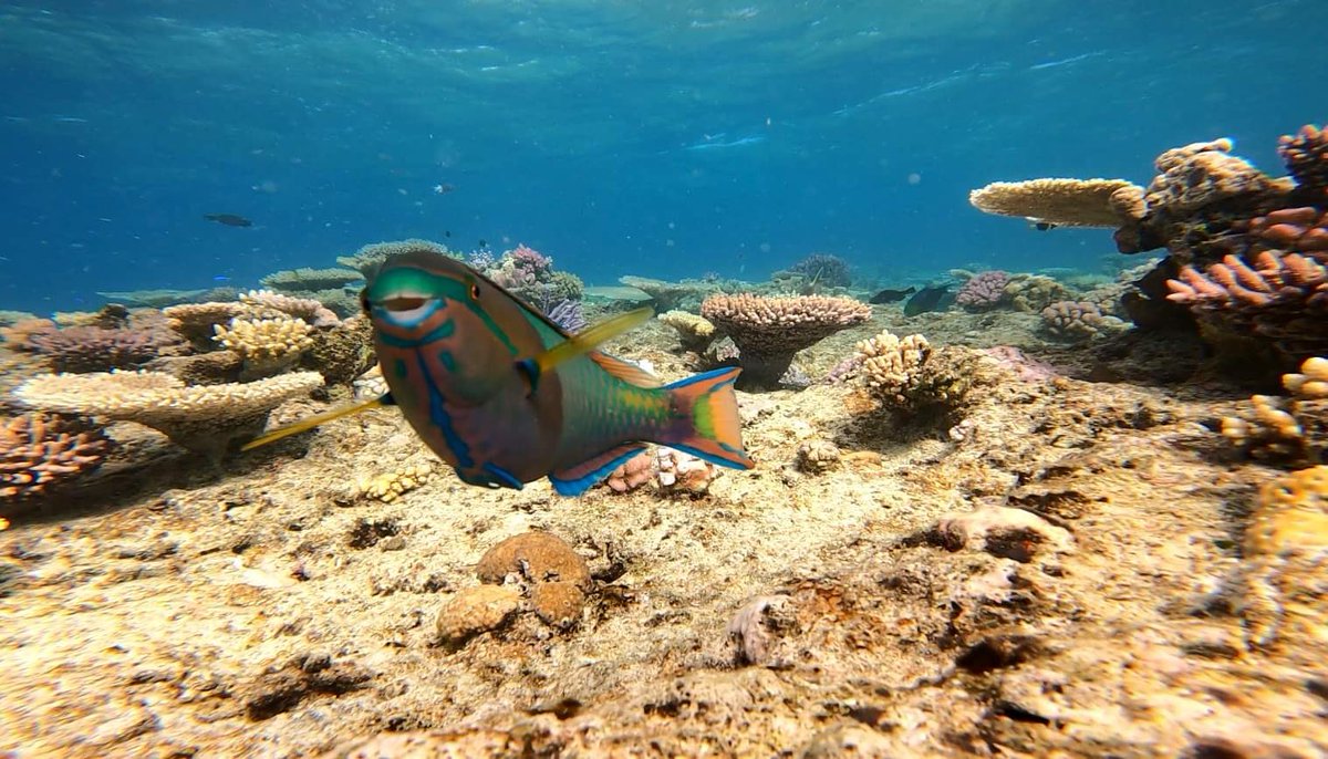 Happy Friday 😃

#GreatBarrierReef #fish