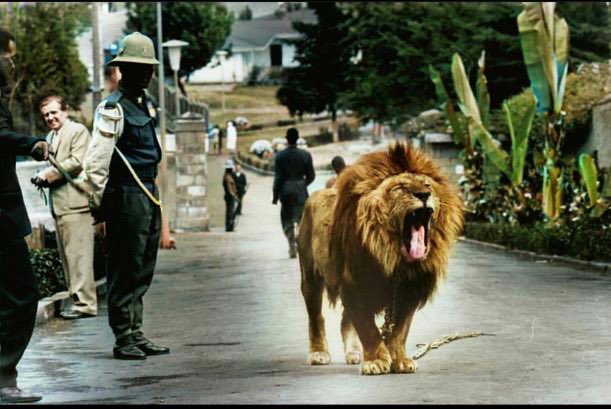 #colorizedphoto taken inside the compounds of the royal palace in Addis Ababa #Ethiopia ~1965
Lions roamed the palaces of all the emperors, especially #TewodrosII