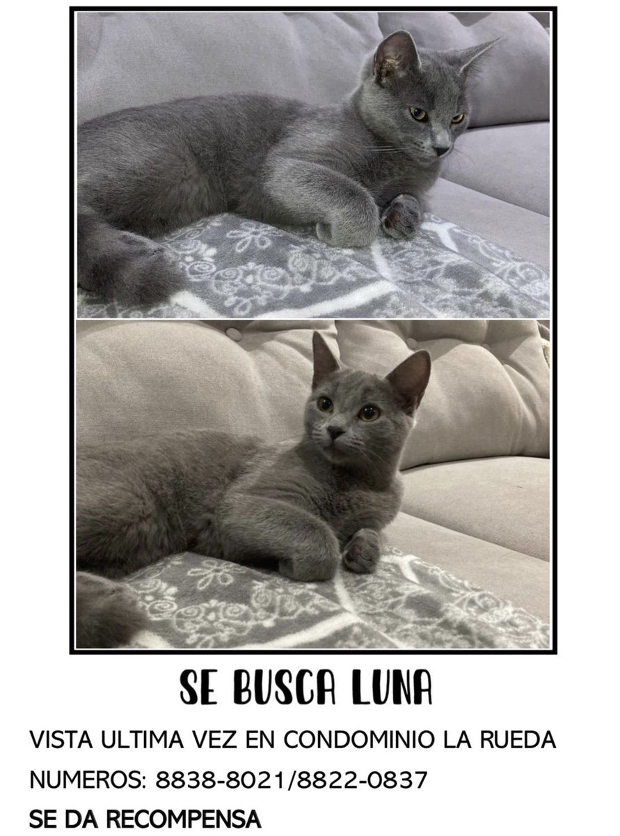 cristel_bt15's tweet photo. 🙏🏻🙏🏻 chicos me ayudan a compartir por favor https://t.co/oYRNYibLs4