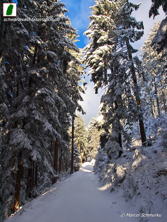 schmurku's tweet photo. #germany #blackforest #blackforestgermany #blackforestgraphers #visitgermany #visitblackforest #visitbawu #visitbadenwürtemberg #bwjetzt #meinbw #naturebawu #schwarzwald  #landschaftsfotografie #badenwürttemberg #germannature #schwarzwaldinbilder #schwarzwald_in_bilder https://t.co/KDM53aZWGu