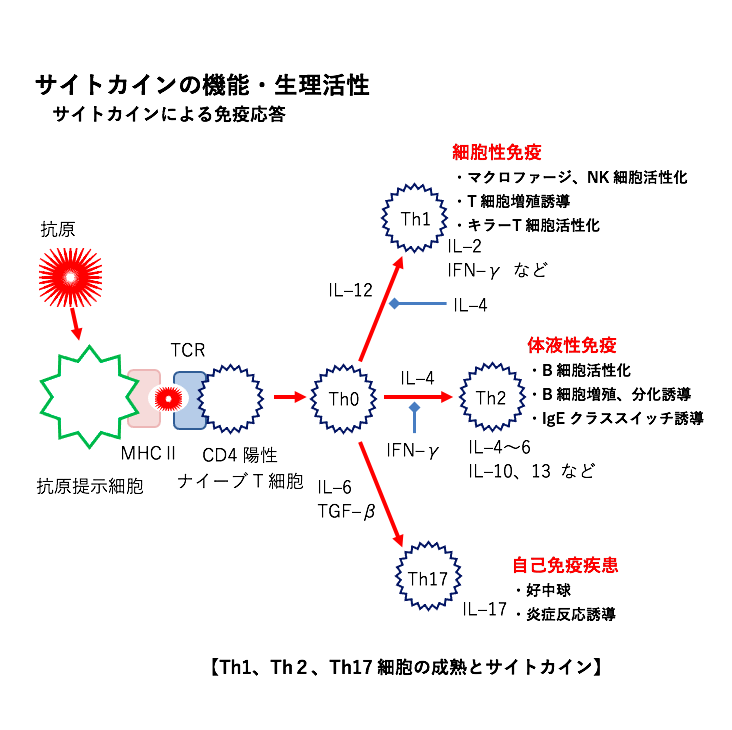 生物（サイトカイン、免疫機構）、薬理（免疫系に作用する薬）で