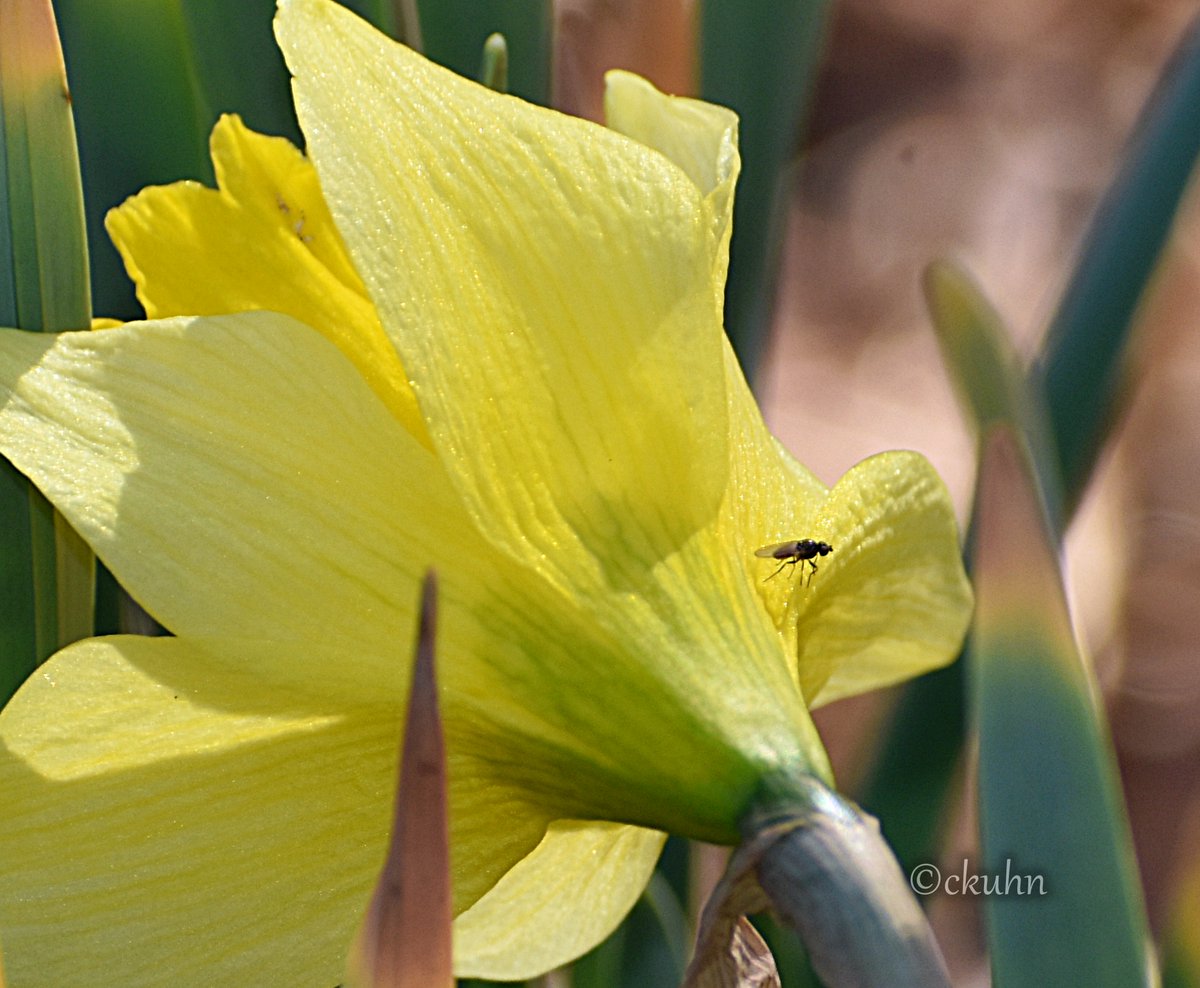 catjkuhn's tweet photo. This started as #flowerphotography for the #daffodil and morphed into #flyphotography after I looked at my shots. Such a tiny ๐ชฐ! ๐ #InsectThursday #Insects #Nature #Flowers #NaturePhotography https://t.co/hyUXYhcioG
