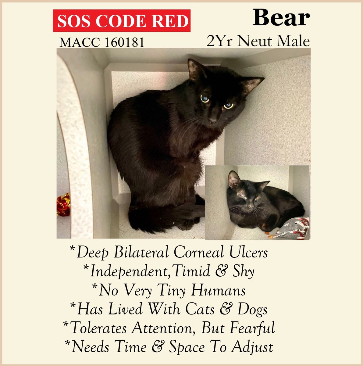 sachikoko's tweet image. 🆘CODE RED🆘5TH TIME LISTED TBD SAT 1/21/23🆘$250 STIPEND🆘
💗FEARFUL 2YO BLACK KITTY BEAR💗
😿💔OWNER MOVING-NO PETS ALLOWED, HAS BILATERAL CORNEAL ULCERS
🚨NEEDS #ADOPTION #RESCUE #FOSTER ASAP🚨
▶160181 facebook.com/NYCDEATHROWCAT…
🙏🏽#ADOPT #PLEDGE #AdoptDontShop
#MANHATTAN #NYCACC