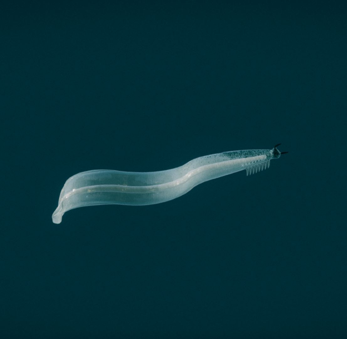 Wave 1/5 incoming! 🌊 Introducing the first creature to break-free from its chamber, the Pikaia! 

Originating from the Cambrian period, the Pikaia is one of the first animals to exist. Pay homage to the ancestor to all modern vertebrates. 

Ready for AR and the blockchain
#NFTs