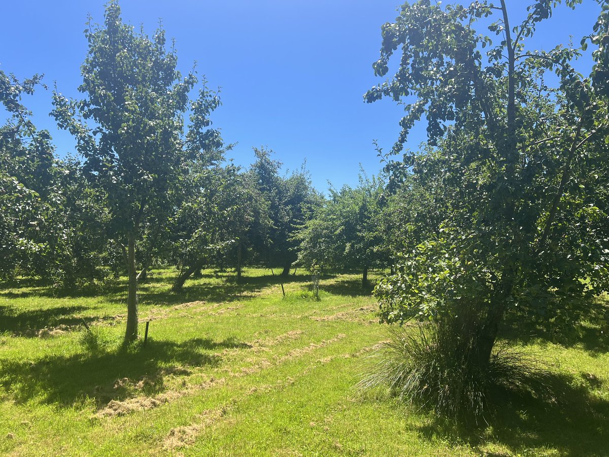 Trevor_FJ's tweet photo. The orchard at midday. #orchard #cider #perry #carterton #wairarapa #taratahi #dalefield https://t.co/KCjYXovgDR