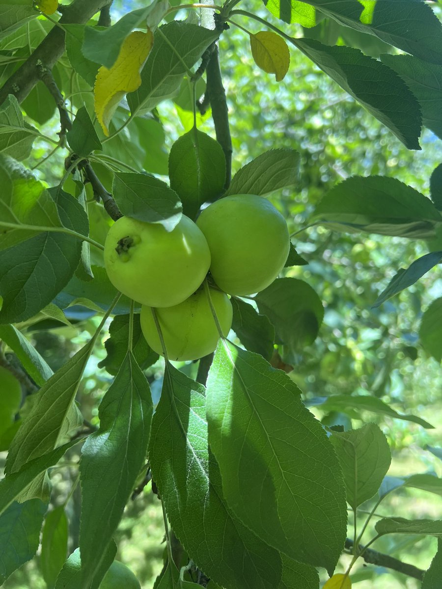 Trevor_FJ's tweet photo. The orchard at midday. #orchard #cider #perry #carterton #wairarapa #taratahi #dalefield https://t.co/KCjYXovgDR
