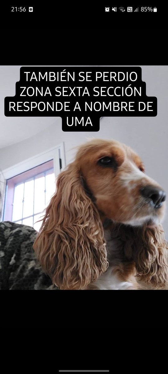 SE PERDIERON ZONA SEXTA SECCIÓN. RESPONDEN A NOMBRE TANQUE(DE GRAN TAMAÑO) Y UMA(CHIQUITA)
CUALQUIER INFO 2617001576 
SE AGRADECE DIFUSION