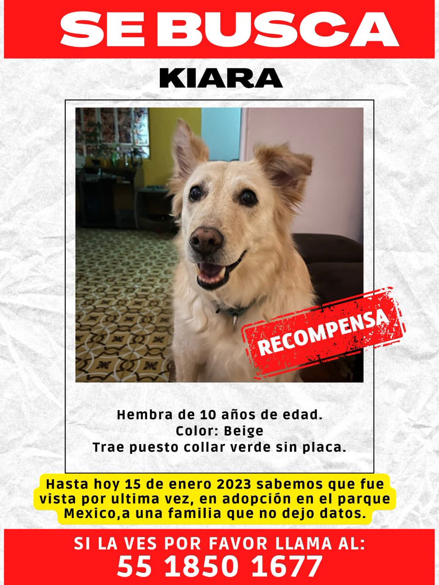 MascotaCoyoacan's tweet image. ¡SE BUSCA A KIARA!

Fue dada en adopción el 15/1/23 en Parque México a una familia que no dejó datos, pero su familia original la busca desesperadamente.

Ayúdennos a hacerlo viral para que llegue a la gente que la adoptó de buena fe.

Contacto 5518501677.

Por favor, compartan!
