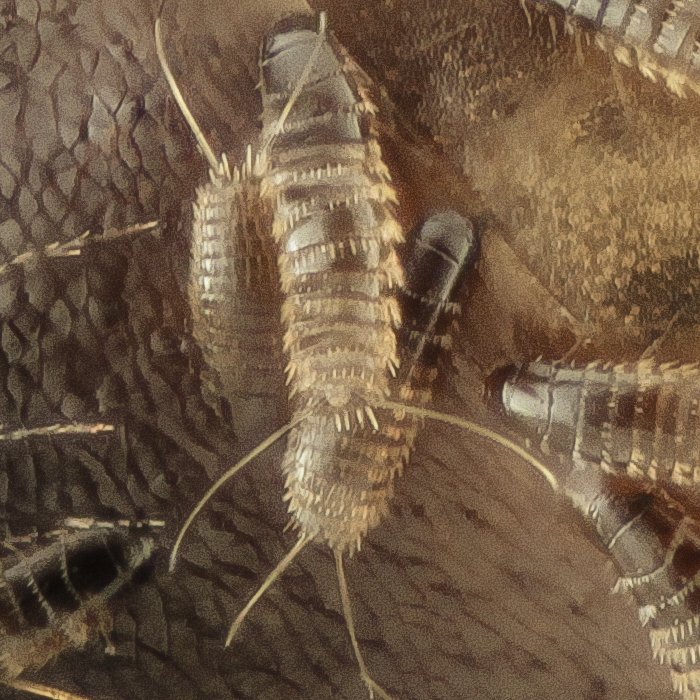 هنالك حشرات حيرت العلماء بتصنيفها ، و منها  الحشرة الطفيلية رتبة  ( ملتويات الأجنحة )
Strepsiptera...