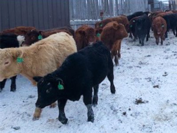 Sentes Farms - 650# Weaned Steers - 70 Head (Raymore, SK) - Team Auction Sales teamauctionsales.com/Sentes-Farms-6… <a href="/CdnSimmental/">Canadian Simmental</a> <a href="/cdnangus/">Canadian Angus</a> 
Selling on TEAM Friday, January 20th @ 9:00 AM MST! Sign in @ teamauctionsales.com to preview and participate! #teamauctionsales