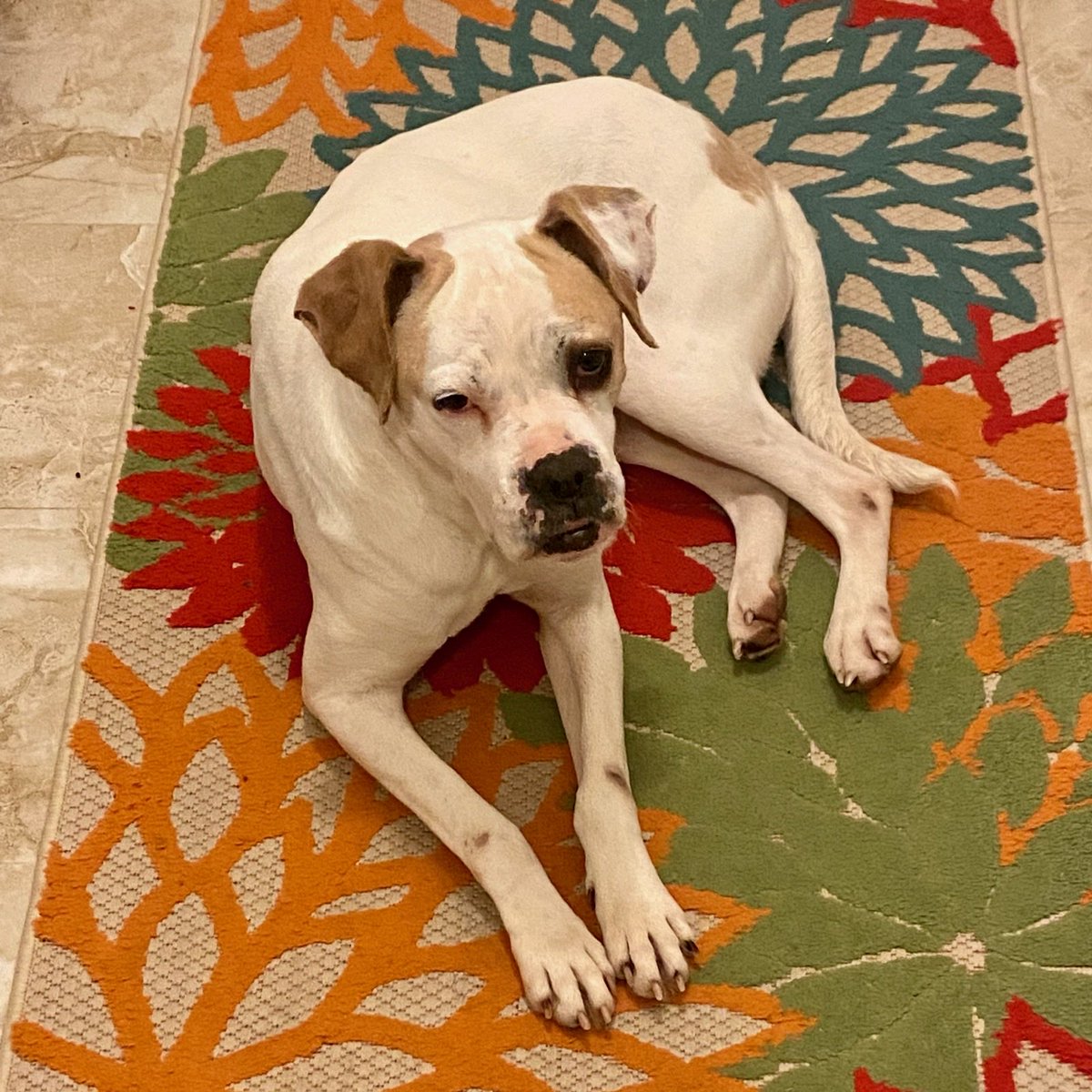 adopt_boxer's tweet image. Ayla is loving her new life in ⁦⁦@nycgov⁩ . Ayla is housebroken, crate trained and city ready . Fostered in NYC Ayla is super sweet. Dog friendly this girl is awesome. #NYC #dogsofnyc #rescuedog #Turkeydog #adoptme #adoptdontshop #boxerdogs #boxerdoglover #dogsoftwitter