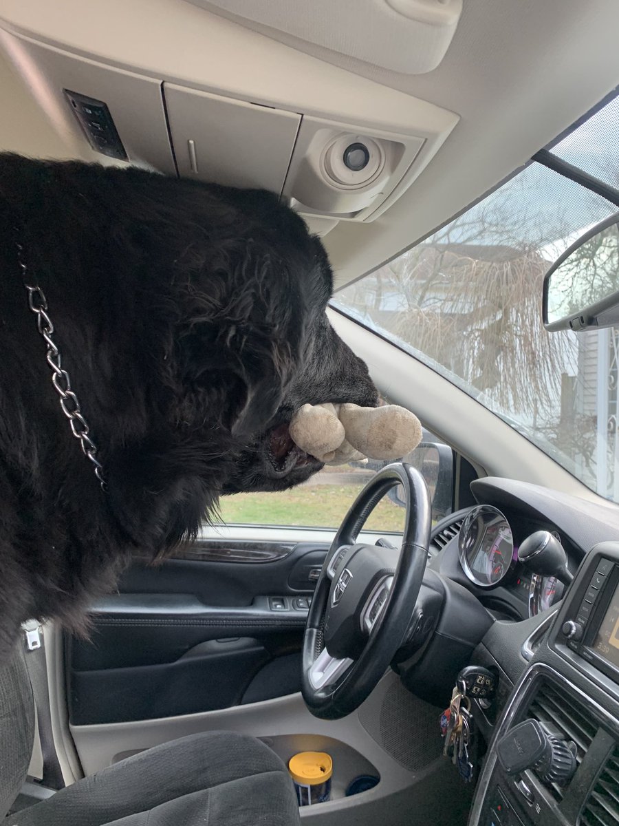 #newfoundlanddog Moose