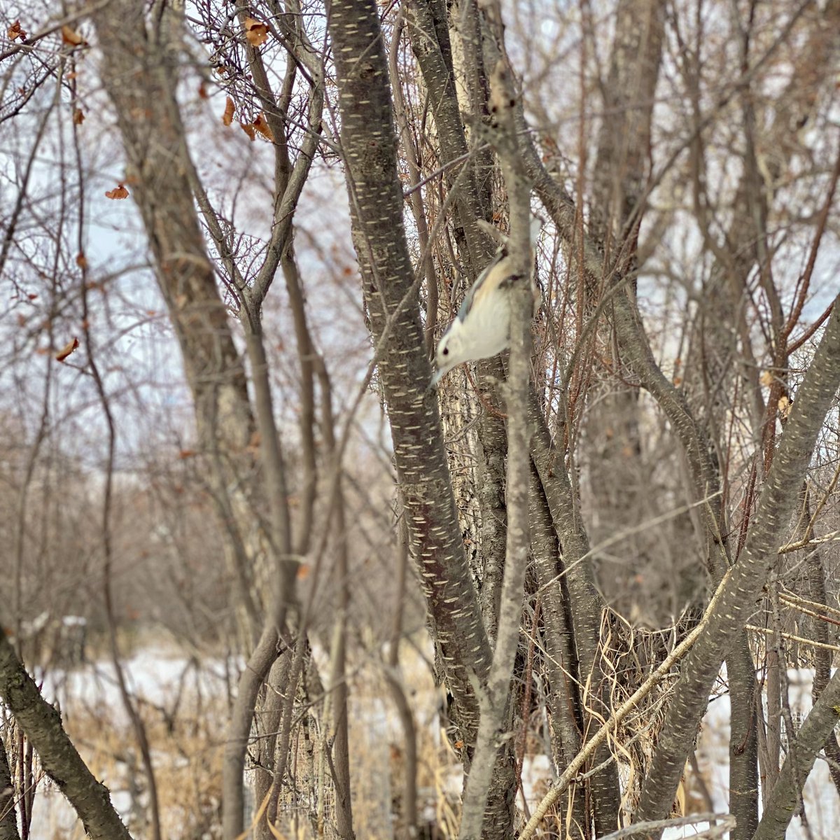 JanisIrwin's tweet photo. Now that Iโve openly shared my new bird obsession, Iโm getting so many hot tips! ๐ฆ
Made a quick stop at the Inglewood Bird Sanctuary in between meetings here in Calgary and it sure didnโt disappoint! No egrets! ๐
Bird nerds, please keep the recommendations coming! ๐ฆ
#yyc https://t.co/4MrbDSTgqY