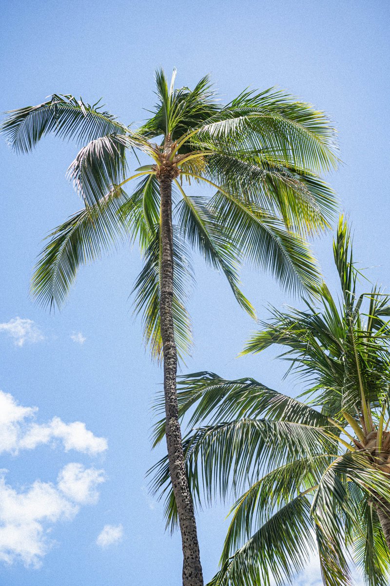 When you stay at #OutriggerWaikiki, you can rest assured you’re making an impact on the land and sea. Thanks to our ongoing Outrigger Zone initiatives, @OutriggerResort has saved more than 100 football fields of coral and has engaged in many other projects to malama our planet.