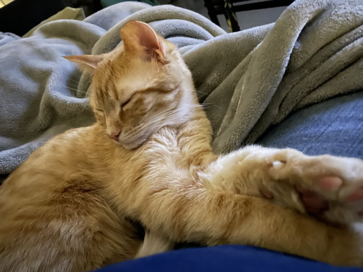 Jackie boy getting cozy