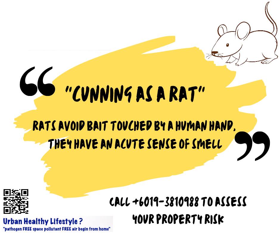 4UrbanLifeStyle's tweet photo. Understanding rats' habits are essential in rat control. 
As "cunning as a rat", rats avoid bait touched by a human hand as they have an acute sense of smell.
Read more https://t.co/ev3C01Qm4F https://t.co/LToOI84TWX