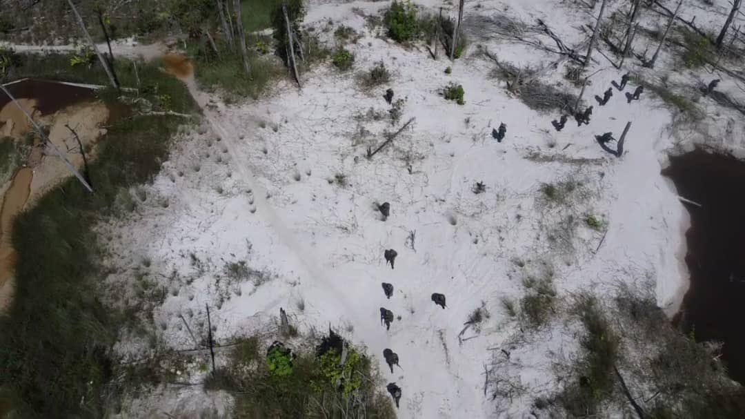 dhernandezlarez's tweet image. El operaciones de seguridad y defensa en el Parque Nacional Yapacana  #FANB incauta y destruye motor de 4 cilindros, 5 motobombas y 140 litros de combustible, usados por grupos armados de minería ilegal que violan la ordenación territorial  y destruyen el medio ambiente.