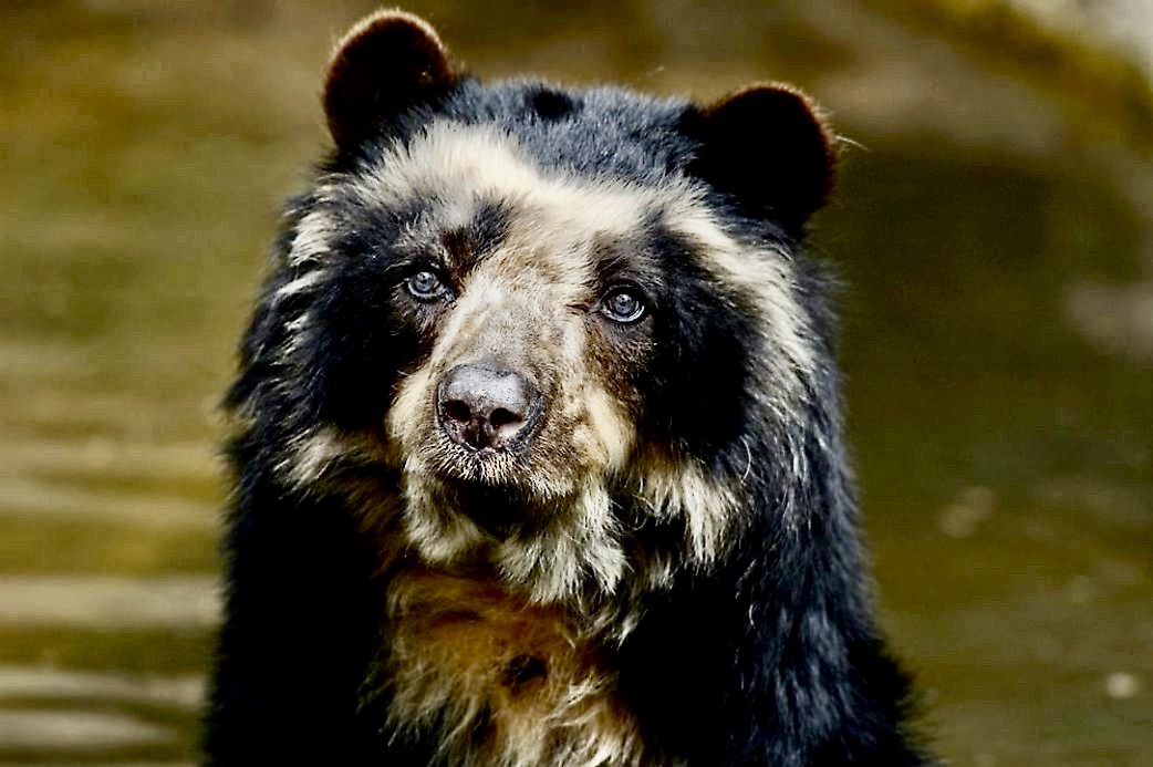 #PaddingtonBear #Animals 

I am back from the Andes, home to the beautiful Spectacled bear - the original Paddington.

Highly intelligent, 95% herbivorous, timid &amp; no threat to humans, they are relentlessly trapped &amp; shot.

So few remain, soon they will exist only in fiction.