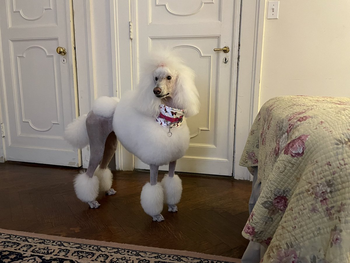 Sophia and I are absolutely CRUSHED <a href="/Anthologist/">Joshua Safran</a>. 💔 I can’t believe <a href="/hbomax/">HBO Max</a> cancelled <a href="/gossipgirl/">Gossip Girl</a>! We are very grateful we got to be a small part of season 2. Bigger and better things are ahead for you. XOXO