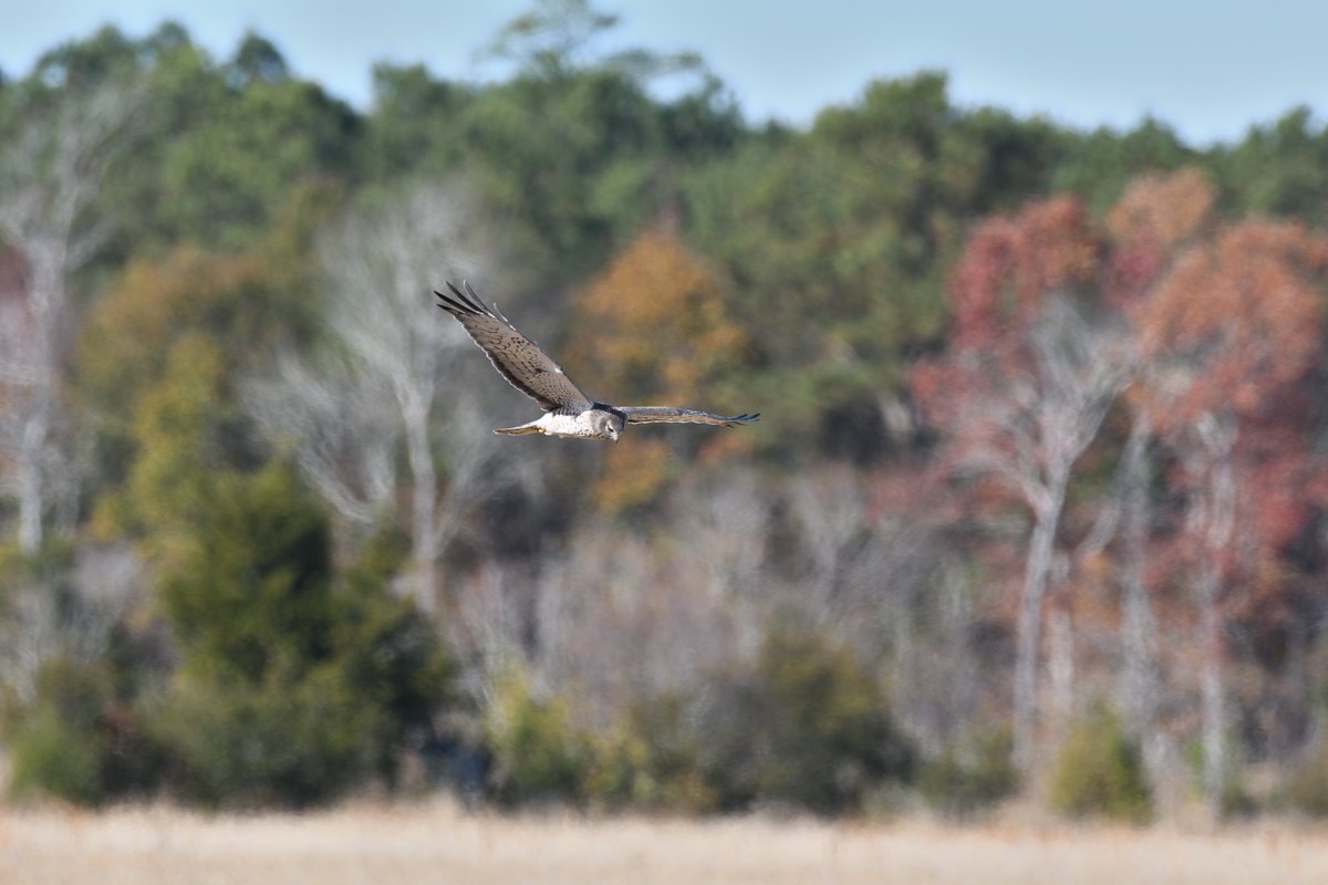 byelsachen's tweet photo. @ShannonSkalos An awesome winter visitor, I could  watch them swoop around all day! https://t.co/2I7fpfF3Lb