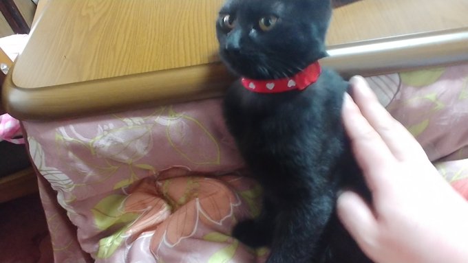 いつも可愛いけど私の指を舐めたり噛んだりする時はブサ顔になるココちゃんꉂꉂ(ᵔᗜᵔ*)ァ 