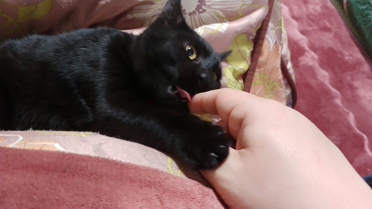 いつも可愛いけど私の指を舐めたり噛んだりする時はブサ顔になるココちゃんꉂꉂ(ᵔᗜᵔ*)ァ 