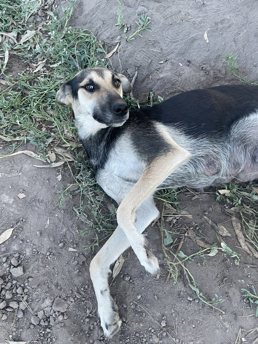 Los tiraron atrás del poli! La historia de siempre😡 
Me ayudan a compartir para que encuentren un hogar responsable🚨🚨🚨🚨🚨🚨🚨🚨🚨🚨🚨🚨🚨