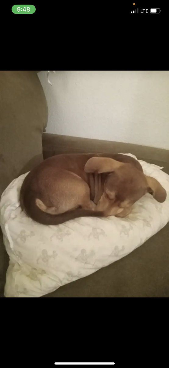 firecracker_doc's tweet photo. We brought this guy home and we’re all getting used to each other. #cheweenie https://t.co/4YGNG5XDO1