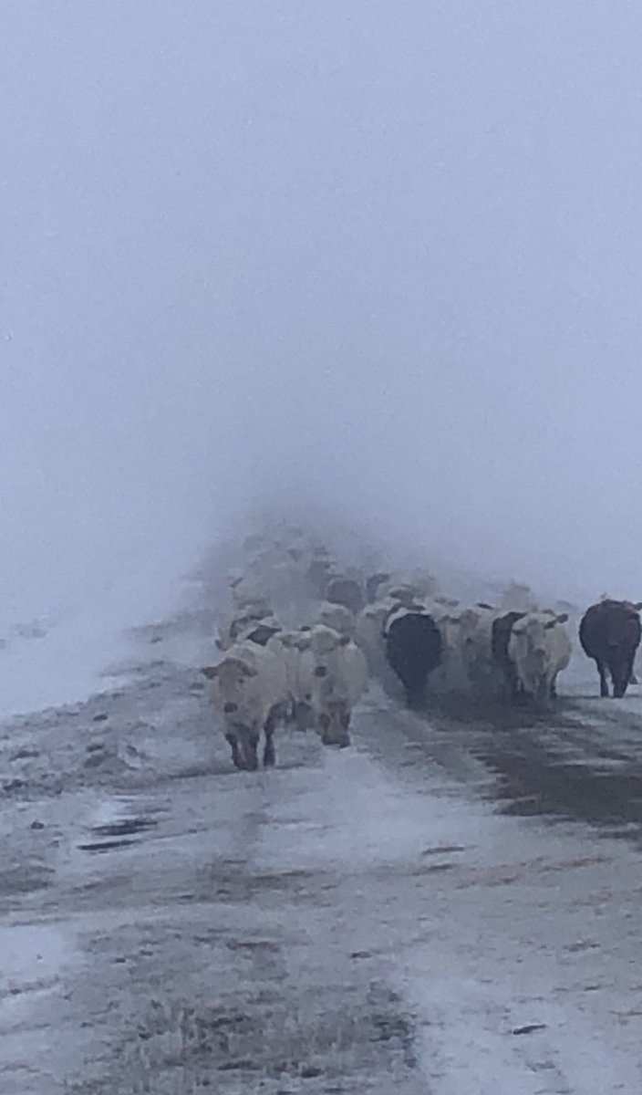 Good day to bring the cows home. Glad they knew the route.