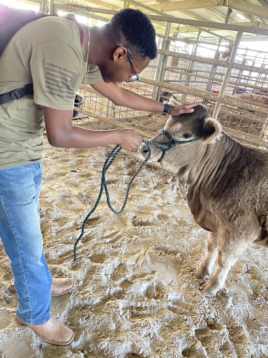 DullesFFA's tweet photo. Kennon and new county fair heifer.@FBISD_CTE @DHS_Vikings https://t.co/LbWNrqjgua
