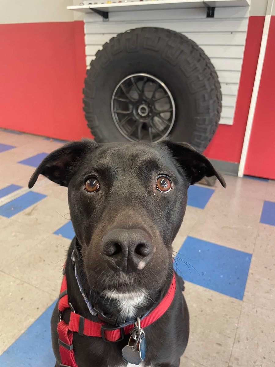 MerionAuto's tweet image. Always dog friendly! 🐾

#lowermerionautoservice #bestofmainline #dogfriendly #Enzo