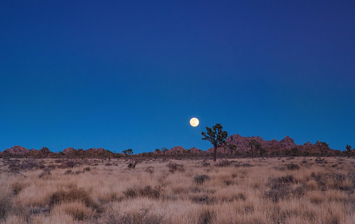 KunalMehraPhoto's tweet photo. Three things can't be hidden for long: the Sun, the Moon and the Truth - #Buddha 
#fullmoon rising over the #MojaveDesert in #JoshuaTreeNationalPark #MoonRise #MoonQuotes 
https://t.co/kz8Pgk0SJ3 https://t.co/J1L4iN6Ujb
