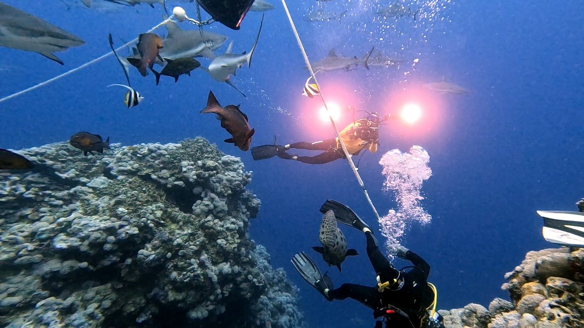 oceansharmony's tweet photo. Most people hear Sharks and are scared, but really they are just beautiful, what do you think about SHARK NETS? #removethenets #saveoursharks
Please visit us and help by donating to our cause.
https://t.co/QbpXJfezZO https://t.co/EFqkXWRHmZ