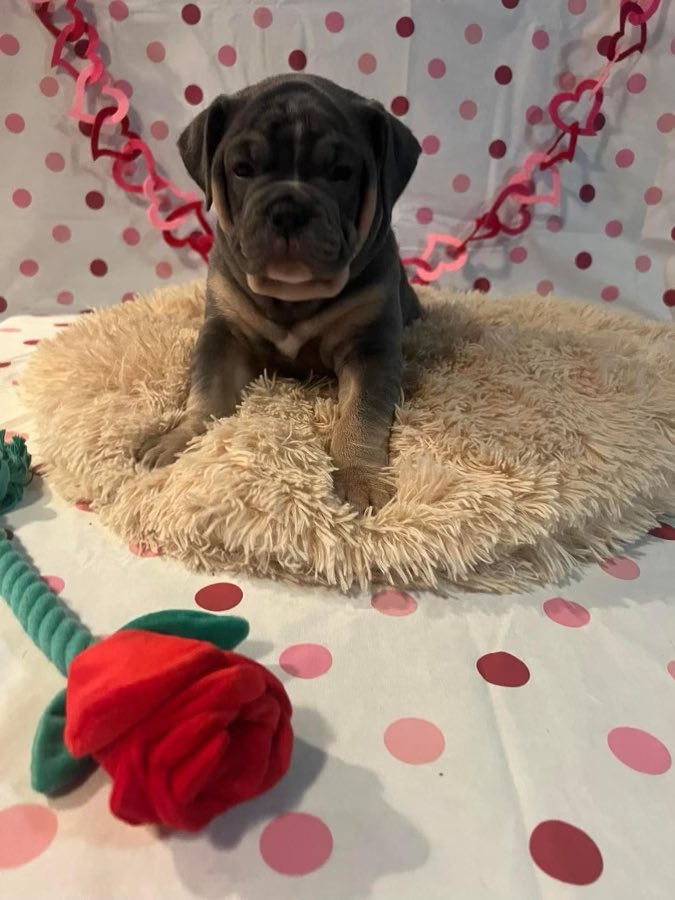 ChunkyDaBulldog's tweet photo. Available now just in time for #ValentinesDay #ValentinesDay2023 #Bulldogpuppies #bulldoglover #Bulldogs #Bulldogsoftwitter #dogsarefamily #FUREVERHOME #DogsofTwittter #Puppies #ForSale https://t.co/UmqKTfZHDB
