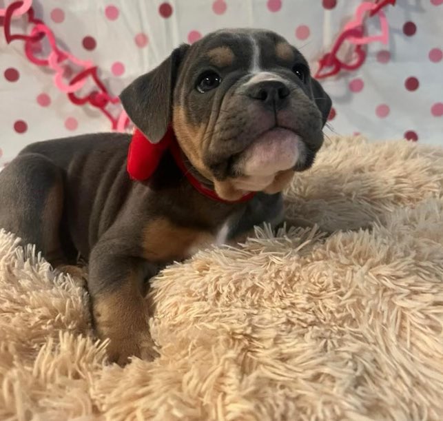 ChunkyDaBulldog's tweet photo. Available now just in time for #ValentinesDay #ValentinesDay2023 #Bulldogpuppies #bulldoglover #Bulldogs #Bulldogsoftwitter #dogsarefamily #FUREVERHOME #DogsofTwittter #Puppies #ForSale https://t.co/UmqKTfZHDB