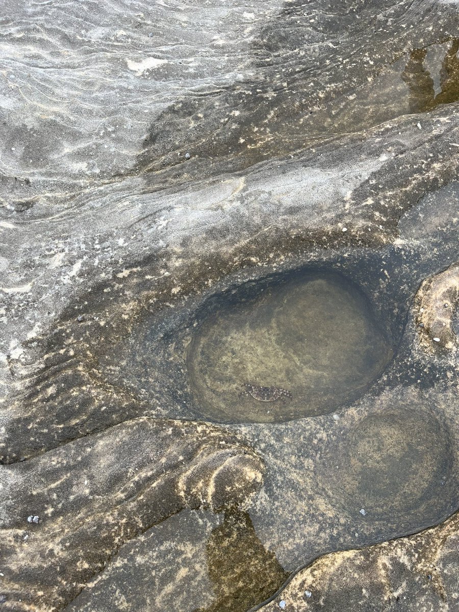 dailyoptimisim's tweet photo. Photos from our field trip today. In the lower bigger tide pools we saw starfish and crabs along with other crustaceans in these habits. I even saw a screw and trash on the main stretch of the beach which made me upset. It is important to keep our beaches clean! https://t.co/NQQq0znm41