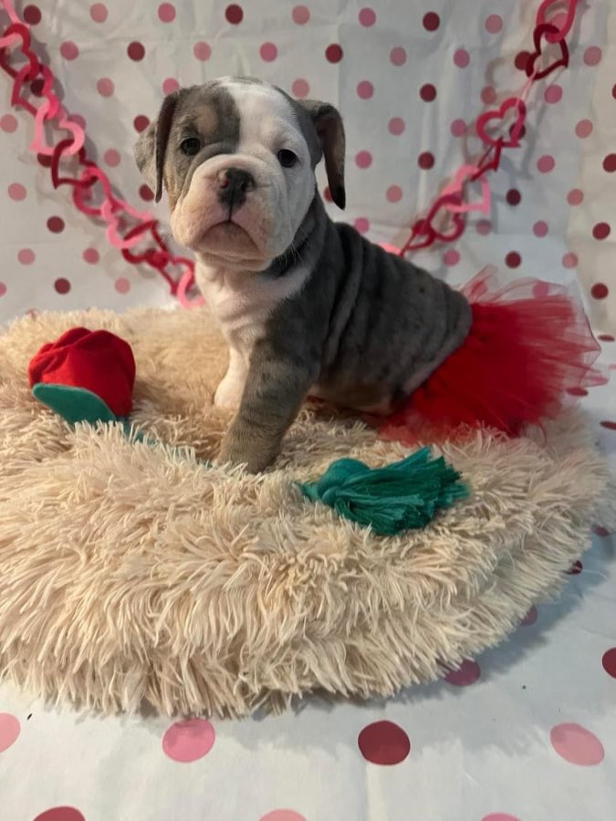 ChunkyDaBulldog's tweet photo. Available now just in time for #ValentinesDay #Bulldogpuppies #bulldoglover #Bulldogs #Bulldogsoftwitter #DogsofTwittter #Puppies #puppylove #ValentinesDay2023 #valentinesdaygift https://t.co/hGhxBAySqo