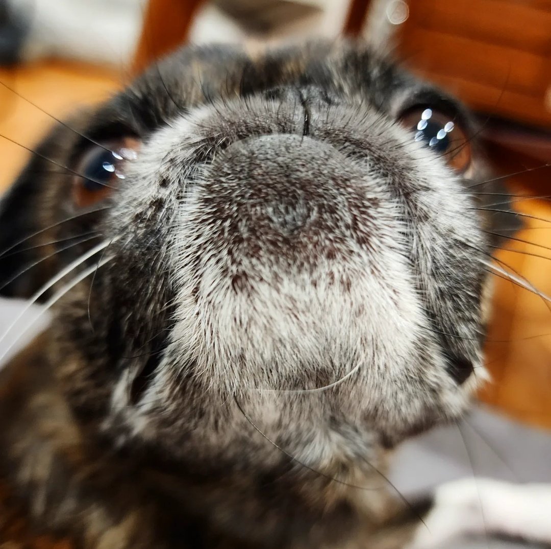 funaek's tweet photo. "Meep meep! I'm a muppet!" #monkadoodledoo #muppetface #muppetpug #upsidedownumouth https://t.co/ZS78xNerCH