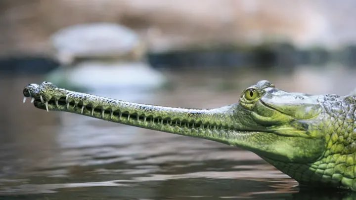 GatorsDaily's tweet photo. Sorry I can’t hang tonight I’m looking at 

l      o     n   g

Boys https://t.co/Gxd8dcjIWy