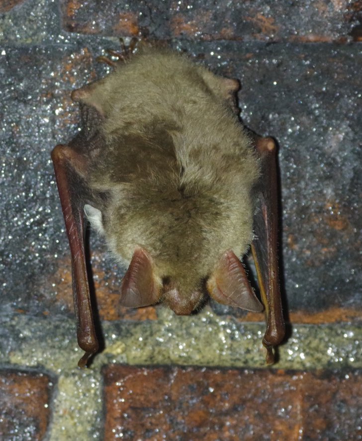 Sussex Bat Group tweet media