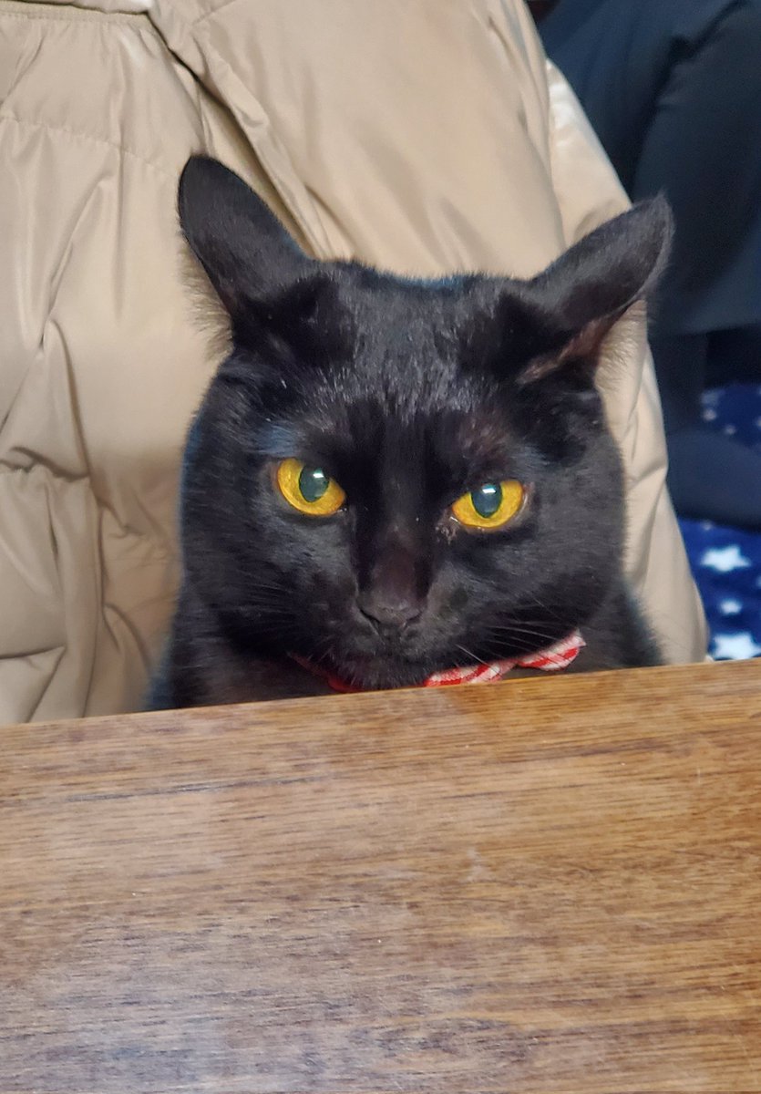 hanatan30's tweet photo. 大好きなパパさんの食事タイムを正面から見守るあんちゃん❤
#猫の居る暮らし 
#猫がいる幸せ 
#猫好きさんと繋がりたい https://t.co/bDrl4fcxhf
