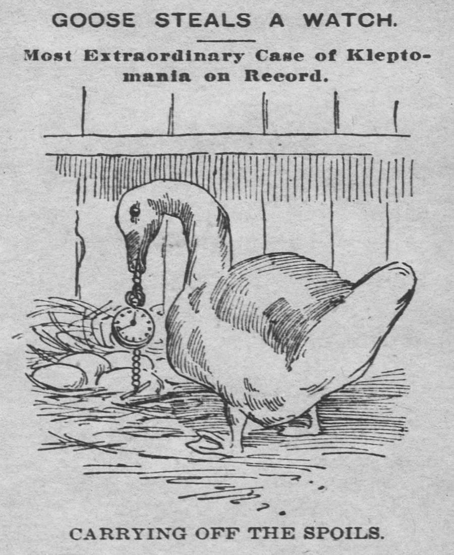 yesterdaysprint's tweet photo. The Coffeyville Daily Journal, Kansas, August 13, 1897 https://t.co/SxrUthJqsC