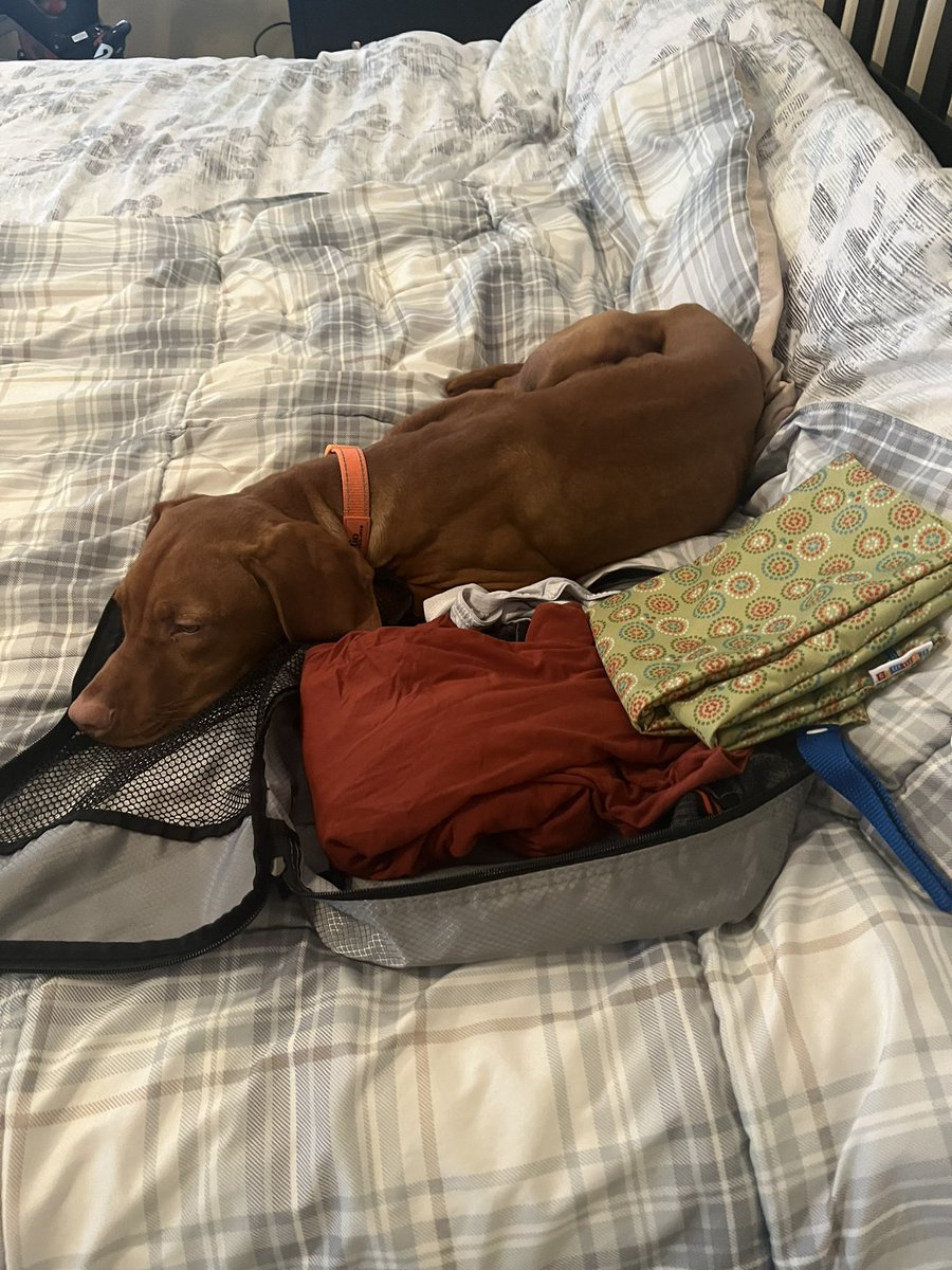 Unpacking from #NRF2023 and found the pup snuggling my packing cube. I guess he missed me!