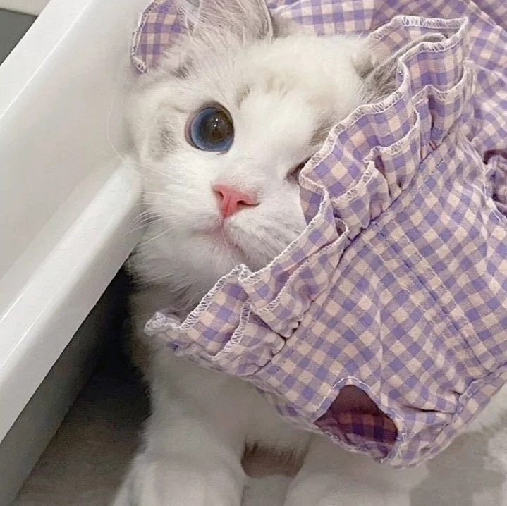 txt as cats ! tweet media
