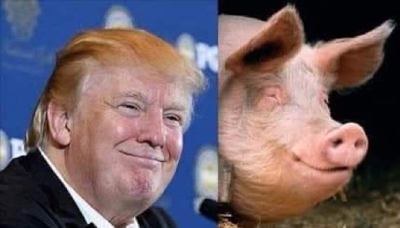 Spot the difference🐷
