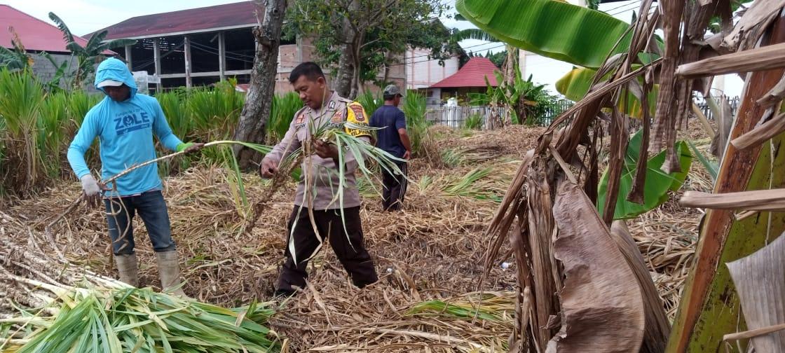 Kayadin5's tweet photo. Bhabinkamtibmas kel pulubala membantu warga binaan dalam panen rumput gajah
#polisi
#polisiindonesiea
#polisihumanis
#divisihumaspolri
#temanpolisi
#humaspolresgorontalokota
#kapolresgorontalokota
#polsekkotatengah
#bhabinkamtibmaskotatengah https://t.co/L1Ah9EUced